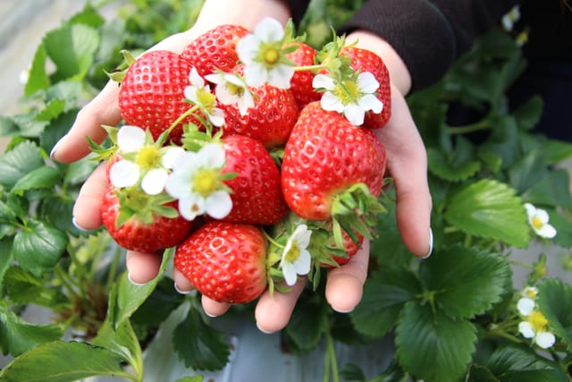 (Eobi Ice Valley) + Strawberry Picking + Nami Island + The Garden of Morning Calm One Day Tour - Photo 1 of 6